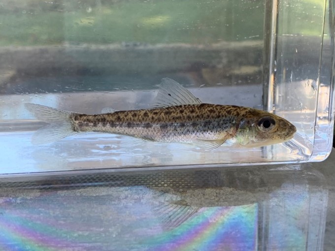 Eurasian Ruffe – Invasive Species Centre