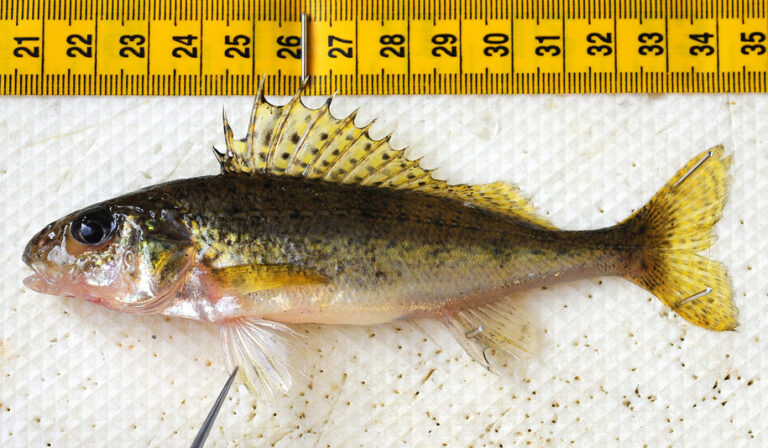 Eurasian Ruffe – Invasive Species Centre