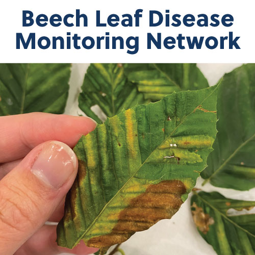 beech leaf disease monitoring network